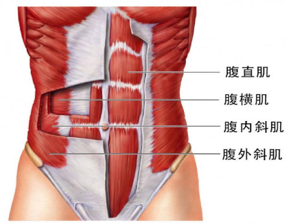 【產(chǎn)后恢復(fù)】跟腹直肌分離有關(guān)的肌肉有哪些呢？