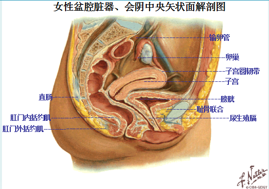 產(chǎn)后盆底康復(fù)|女性盆底主要脹器有哪些？