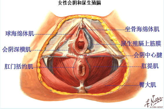 產(chǎn)后盆底修復(fù)，為什么產(chǎn)后的女性需要做盆底肌康復(fù)？