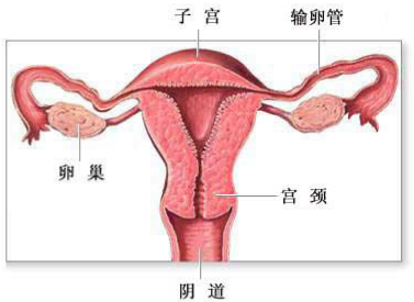 哪些原因會導(dǎo)致陰道松弛？