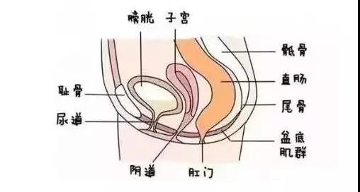 齊全的盆底肌修復(fù)儀器知識(shí)，講解醫(yī)院間不曾知道的盆底肌修復(fù)