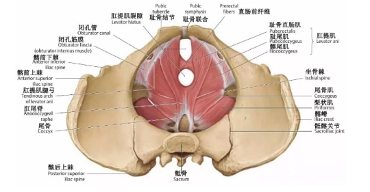 盆底肌康復(fù)治療有用嗎？專家表示，注重方法