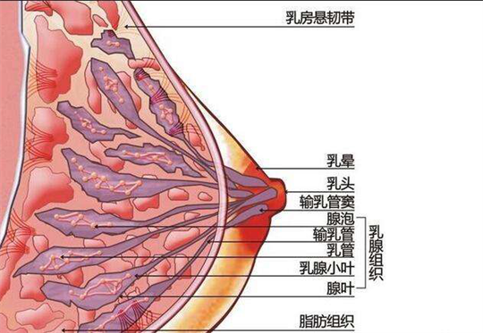 產(chǎn)康儀器如何及時為產(chǎn)后寶媽進行開奶、疏通