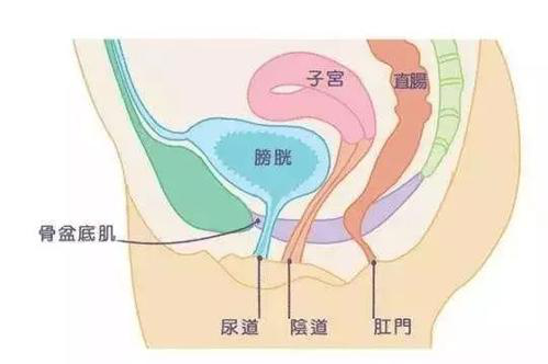 盆底肌修復(fù)儀器|產(chǎn)后盆底肌修復(fù)的知識(shí)，你了解多少？