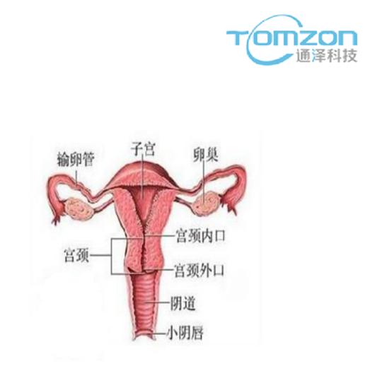 關(guān)注產(chǎn)后女性健康，子宮修復(fù)儀器的重要性