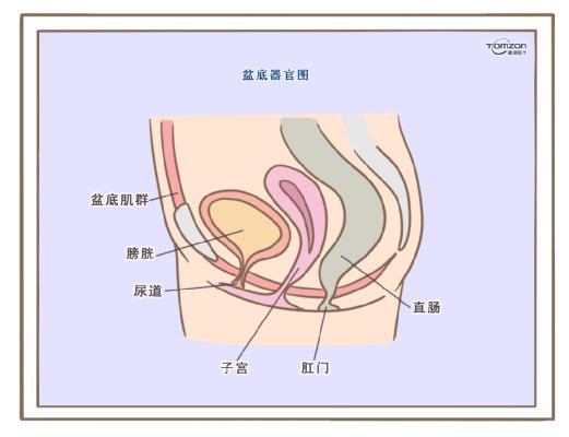 盆底康復(fù)治療儀應(yīng)該在產(chǎn)后什么時候使用？