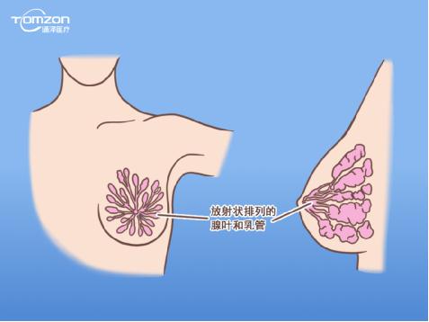 盆底康復(fù)治療儀能幫助女性乳房哪些問(wèn)題？